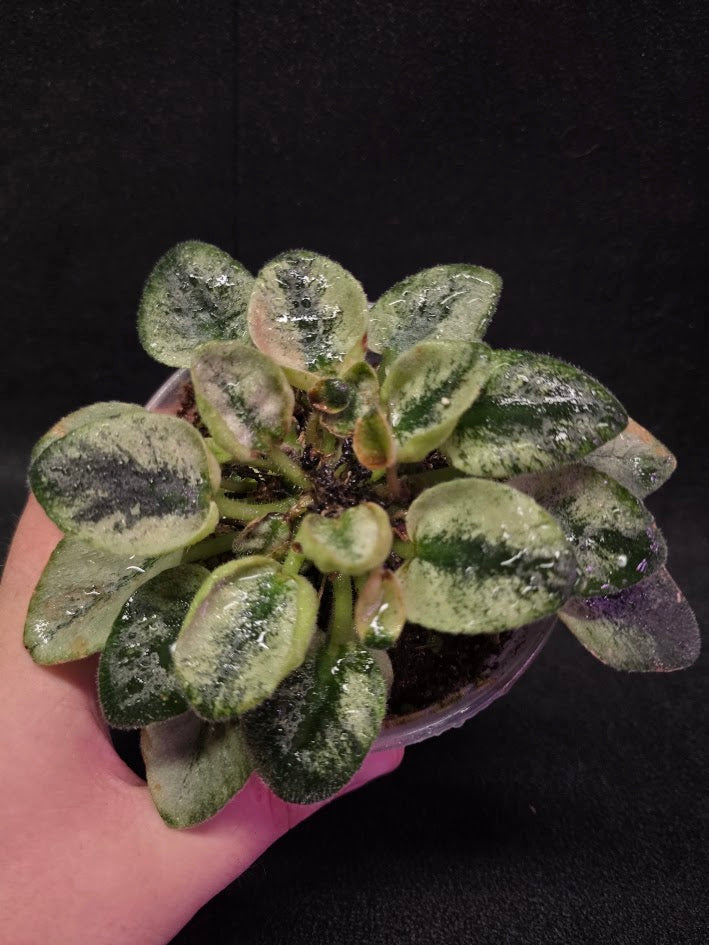 African Violet Rob's Chilly Willy #01