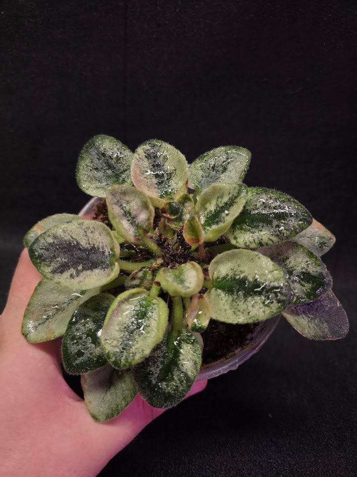 African Violet Rob's Chilly Willy #01