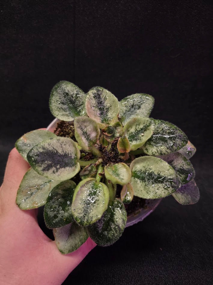 African Violet Rob's Chilly Willy #01