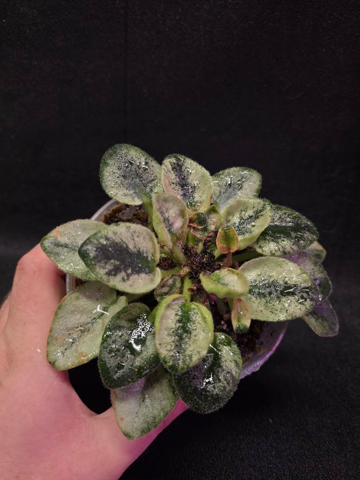 African Violet Rob's Chilly Willy #01
