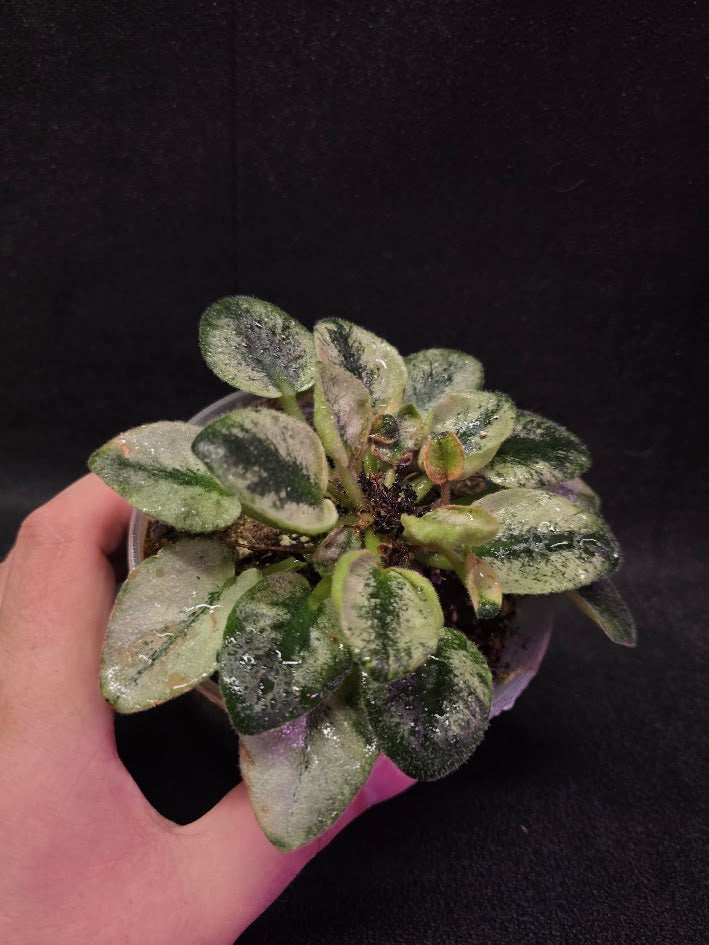 African Violet Rob's Chilly Willy #01