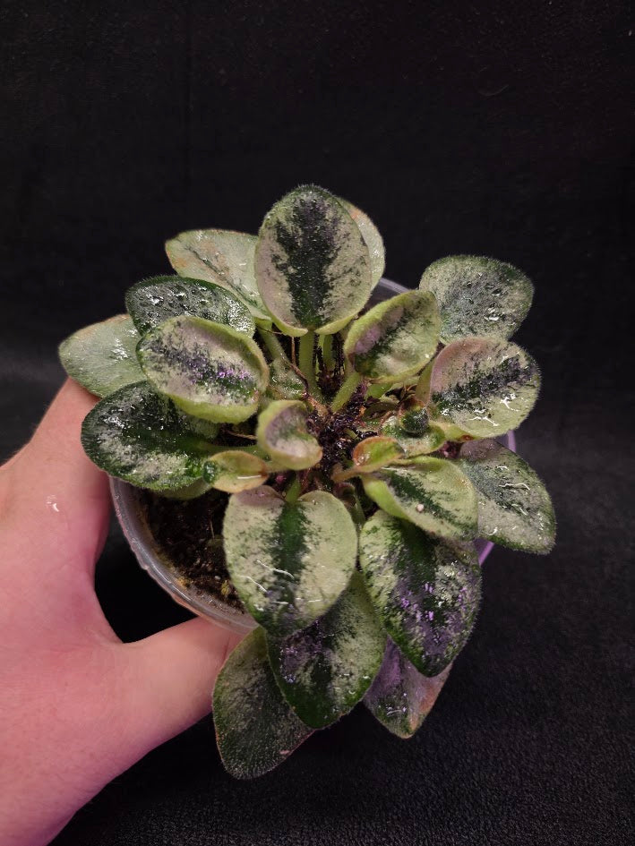 African Violet Rob's Chilly Willy #01