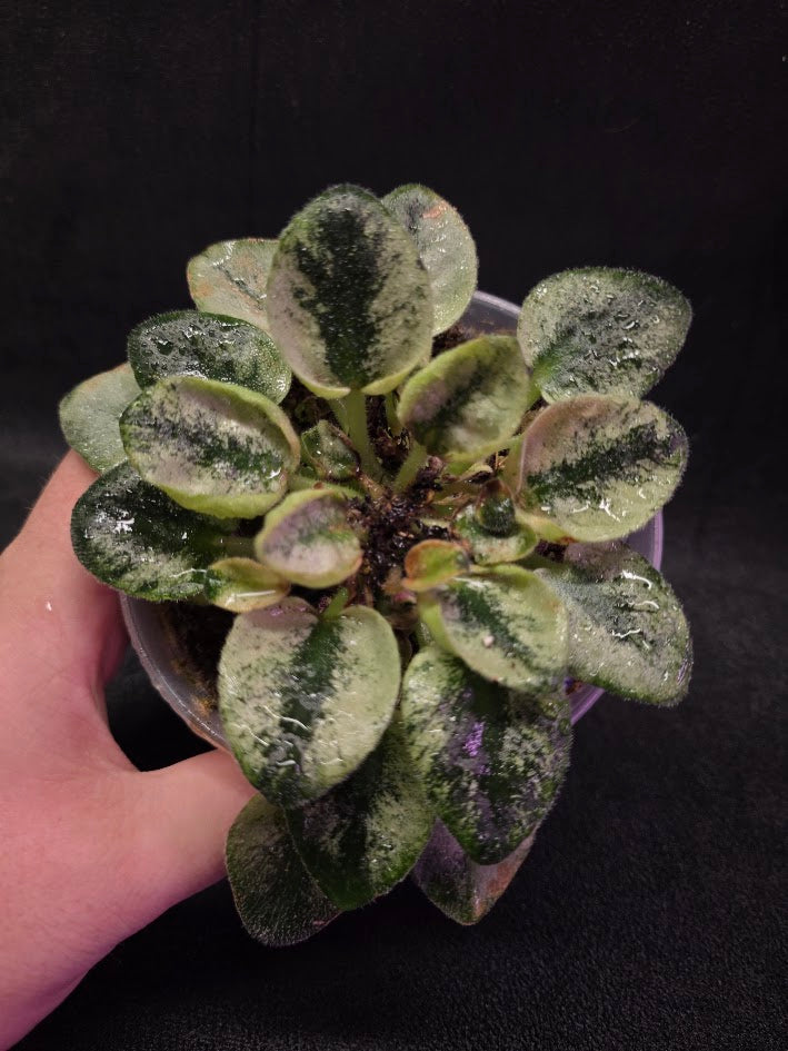 African Violet Rob's Chilly Willy #01