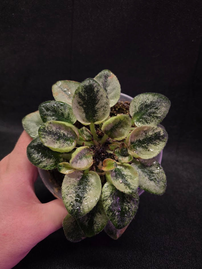 African Violet Rob's Chilly Willy #01