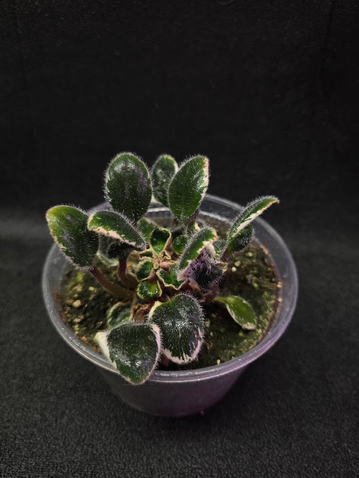 African Violet Morgan's Little Sayeh #01