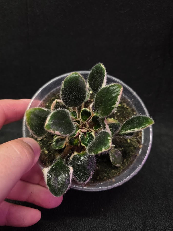 African Violet Morgan's Little Sayeh #01