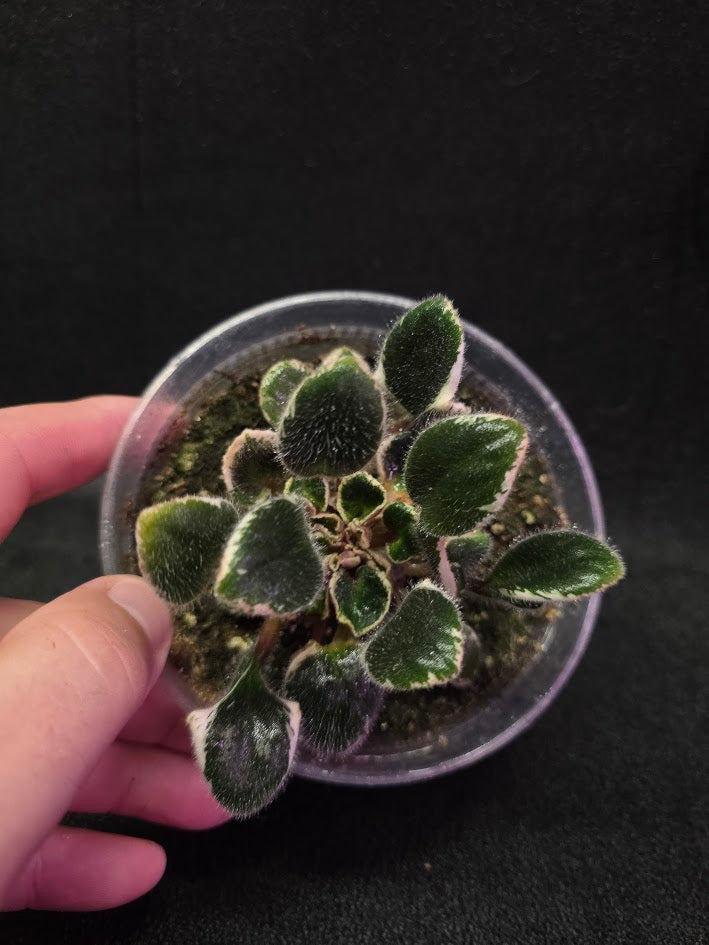 African Violet Morgan's Little Sayeh #01