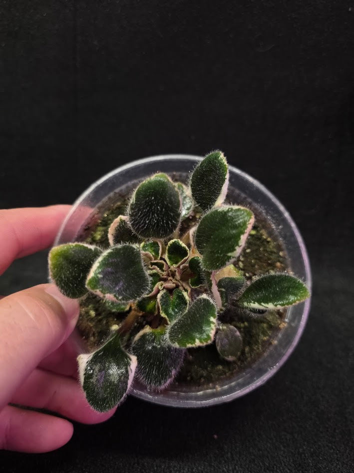 African Violet Morgan's Little Sayeh #01