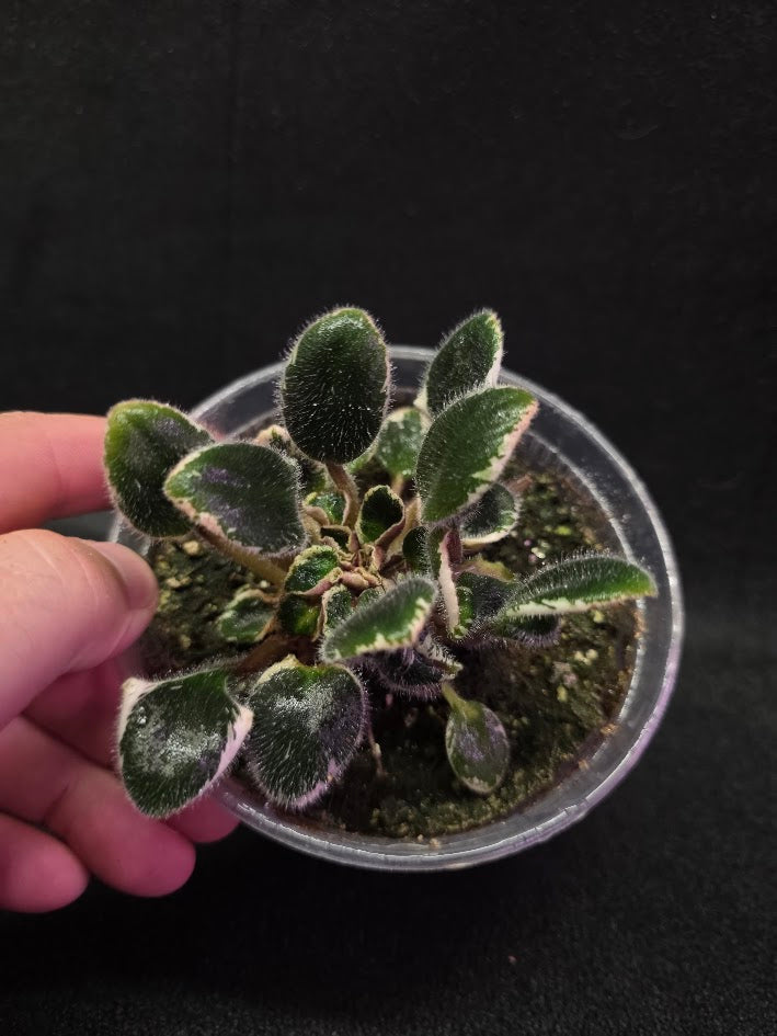 African Violet Morgan's Little Sayeh #01