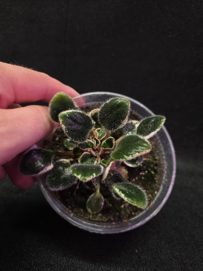 African Violet Morgan's Little Sayeh #01