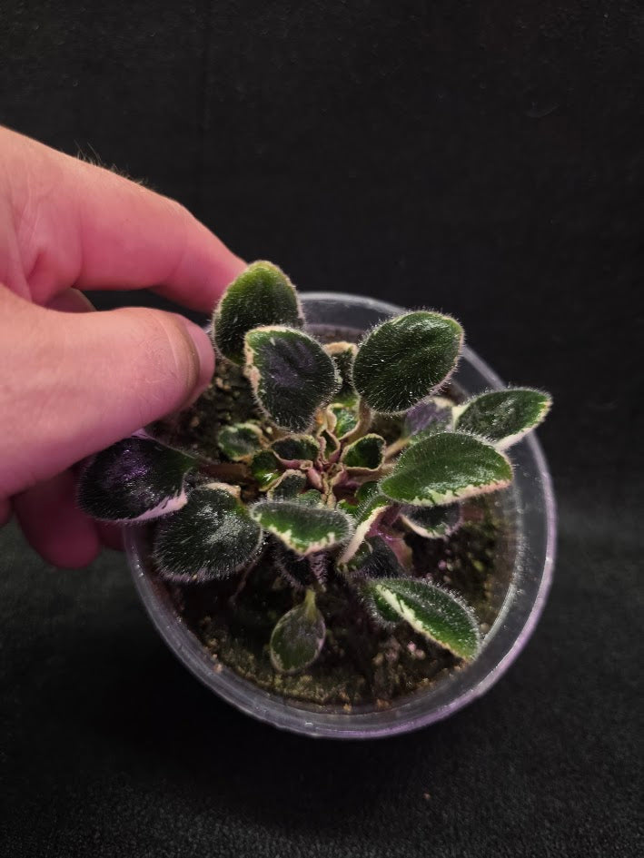 African Violet Morgan's Little Sayeh #01