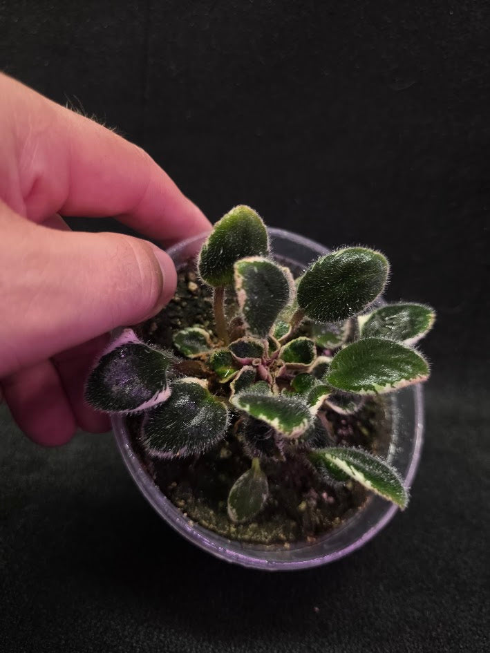 African Violet Morgan's Little Sayeh #01