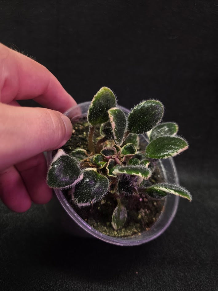 African Violet Morgan's Little Sayeh #01