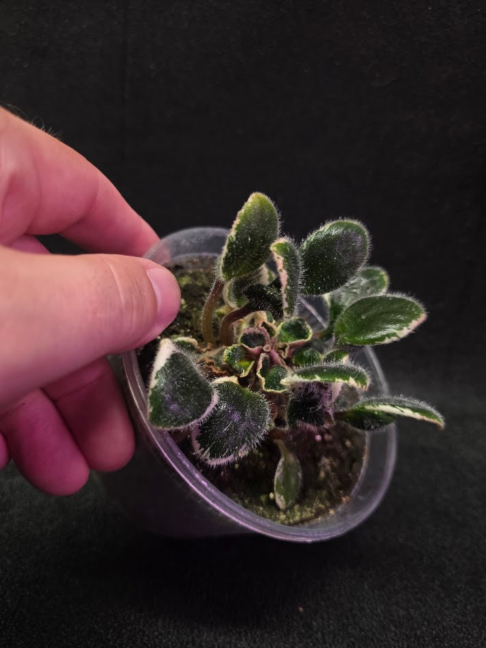 African Violet Morgan's Little Sayeh #01