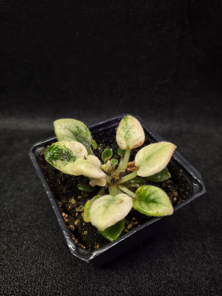 African Violet Jolly Jubliee #01
