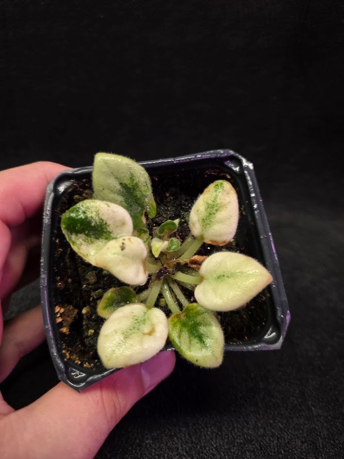 African Violet Jolly Jubliee #01