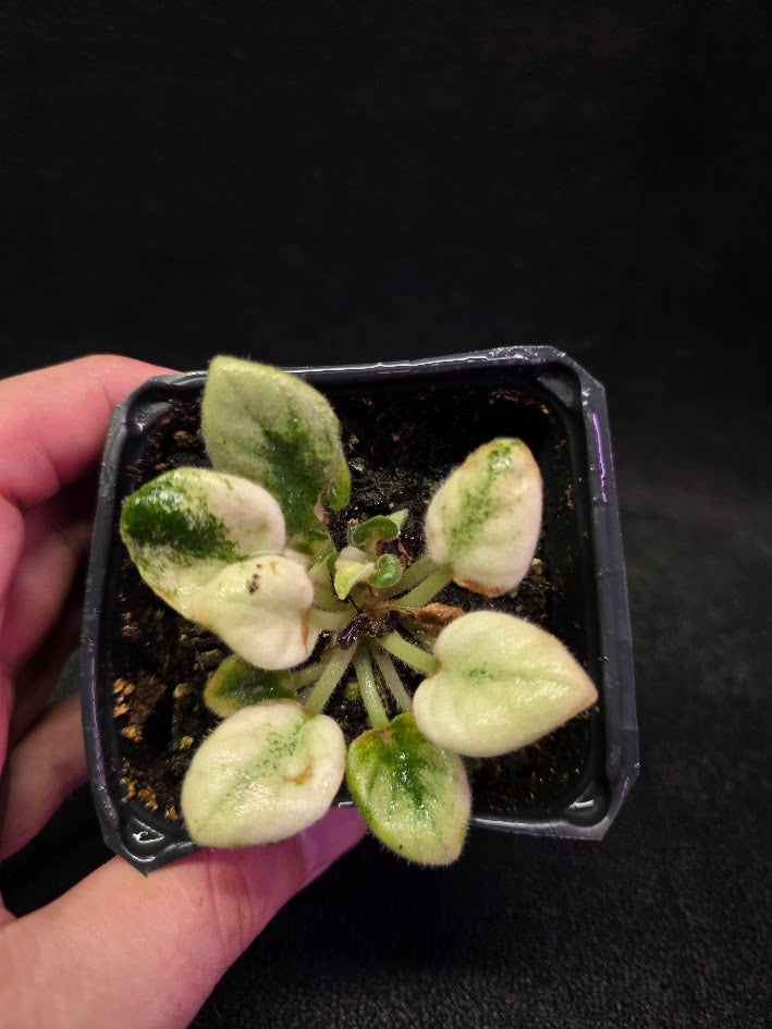 African Violet Jolly Jubliee #01