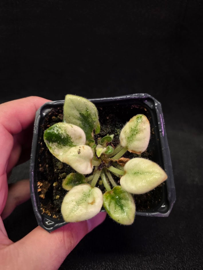 African Violet Jolly Jubliee #01