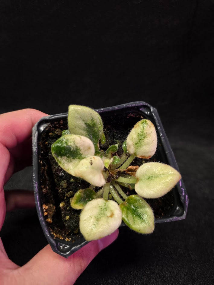 African Violet Jolly Jubliee #01