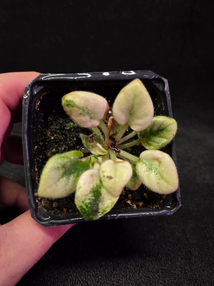 African Violet Jolly Jubliee #01