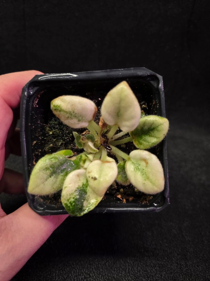 African Violet Jolly Jubliee #01