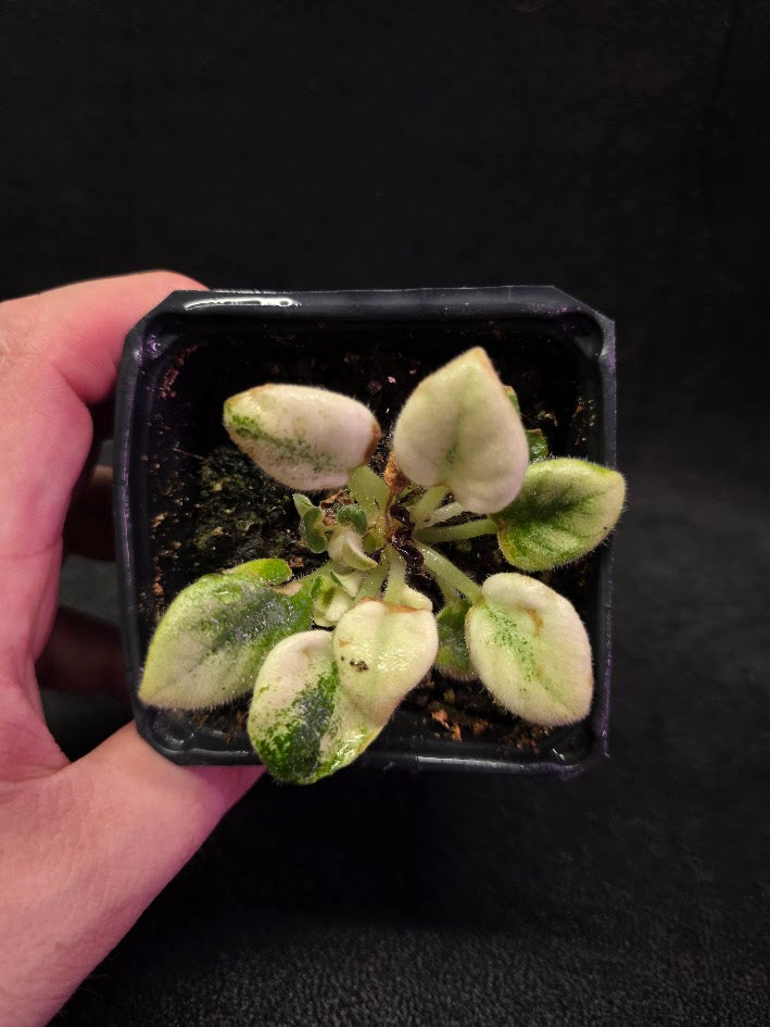 African Violet Jolly Jubliee #01