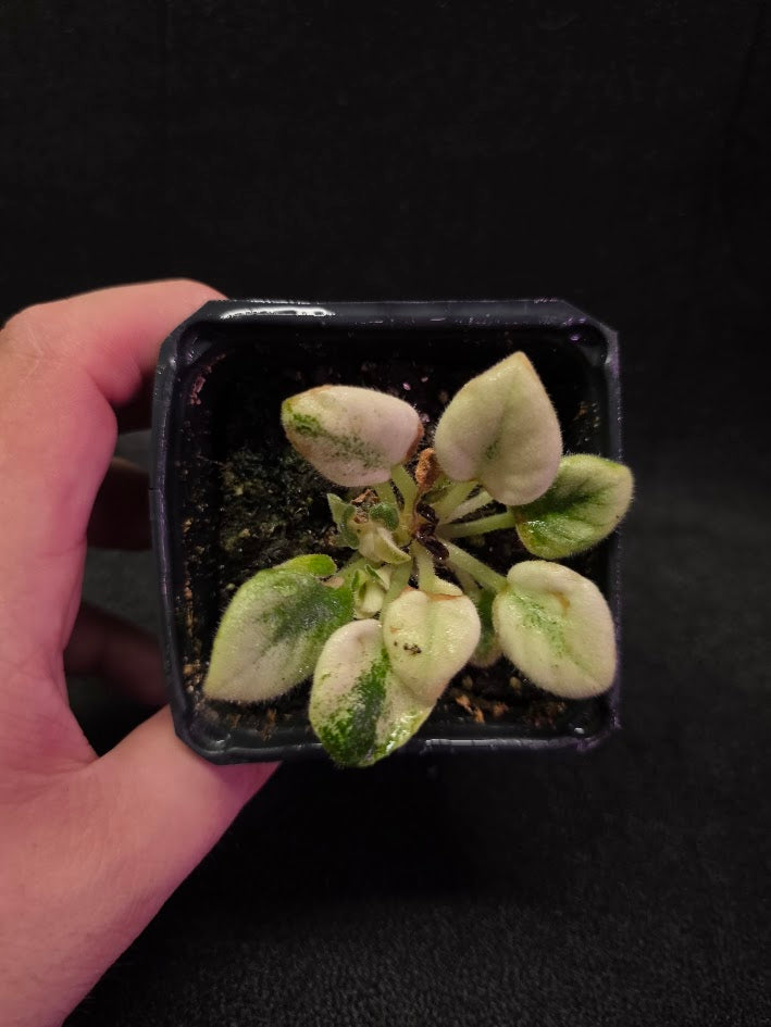 African Violet Jolly Jubliee #01