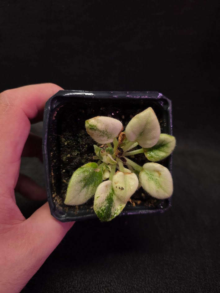 African Violet Jolly Jubliee #01
