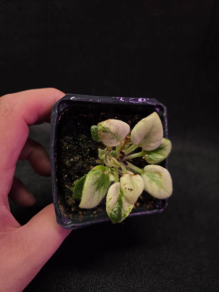 African Violet Jolly Jubliee #01