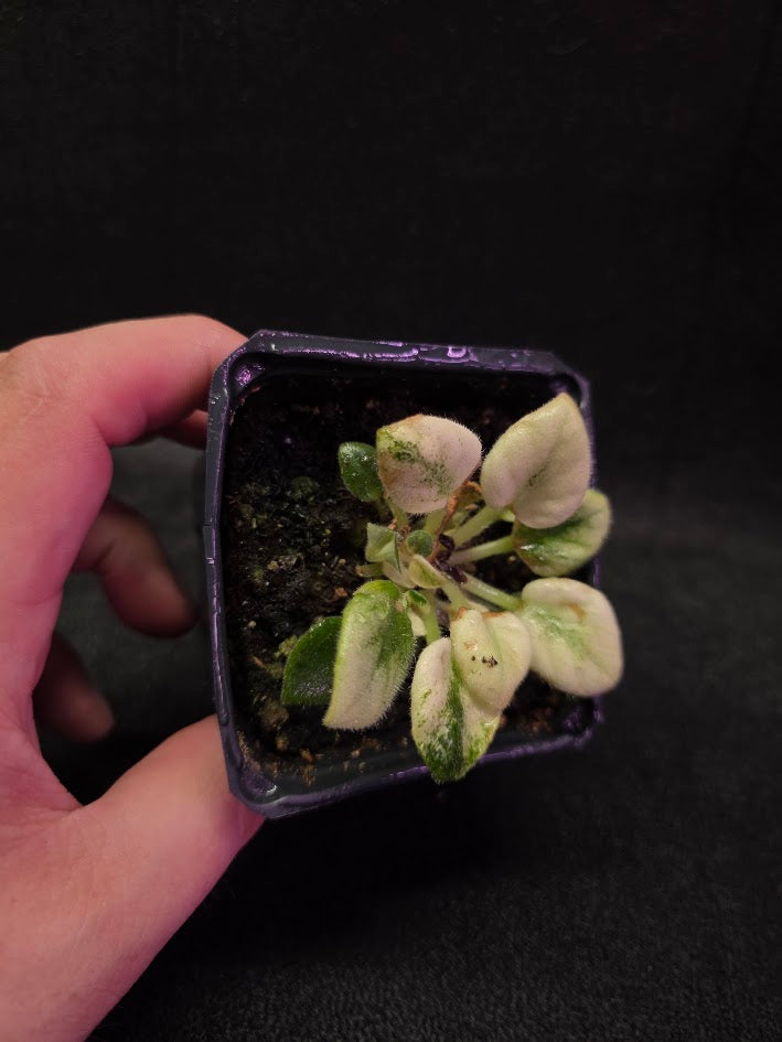 African Violet Jolly Jubliee #01