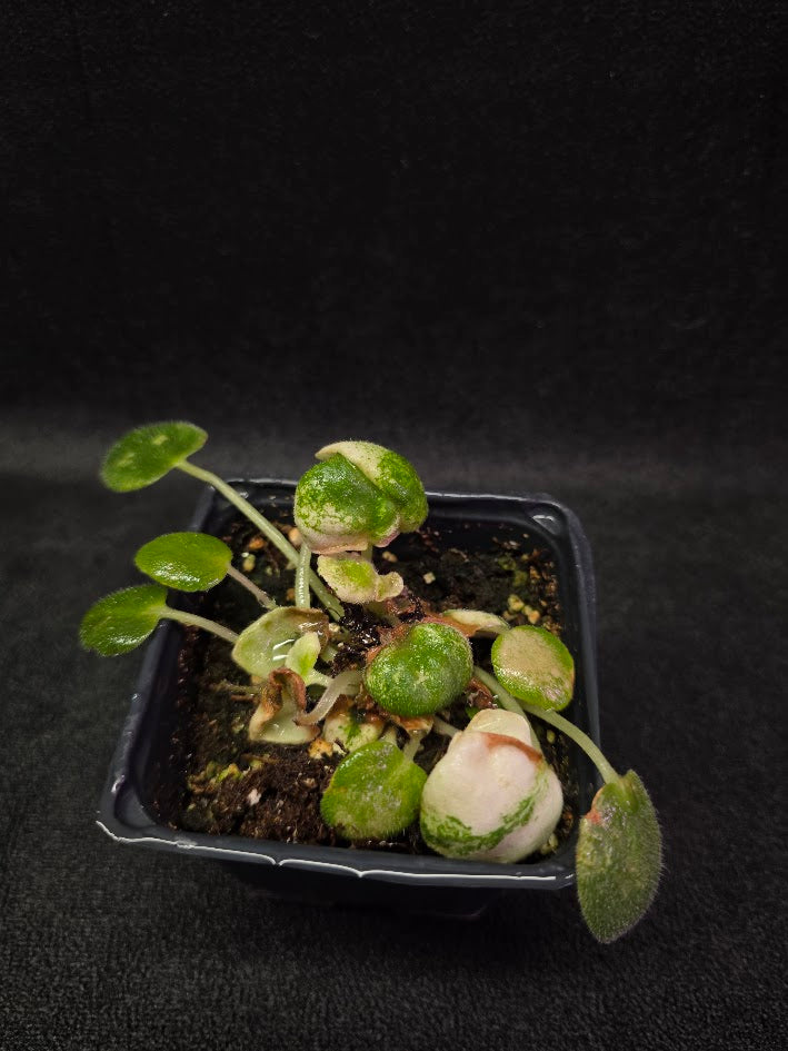 African Violet L Pansay #01