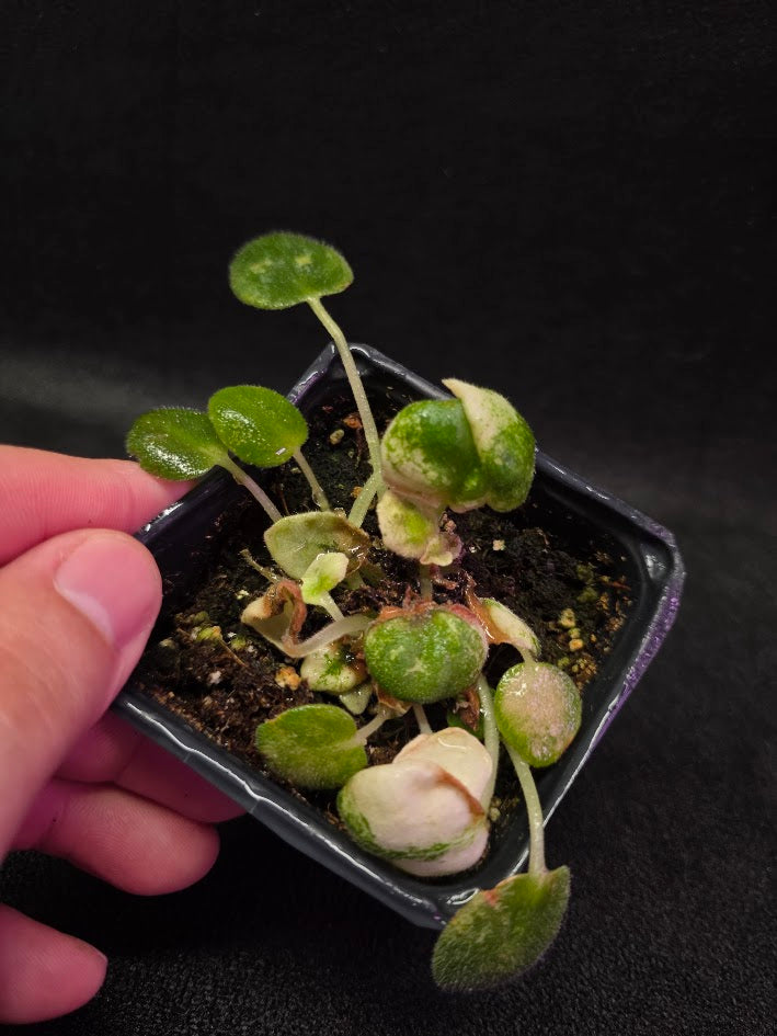 African Violet L Pansay #01