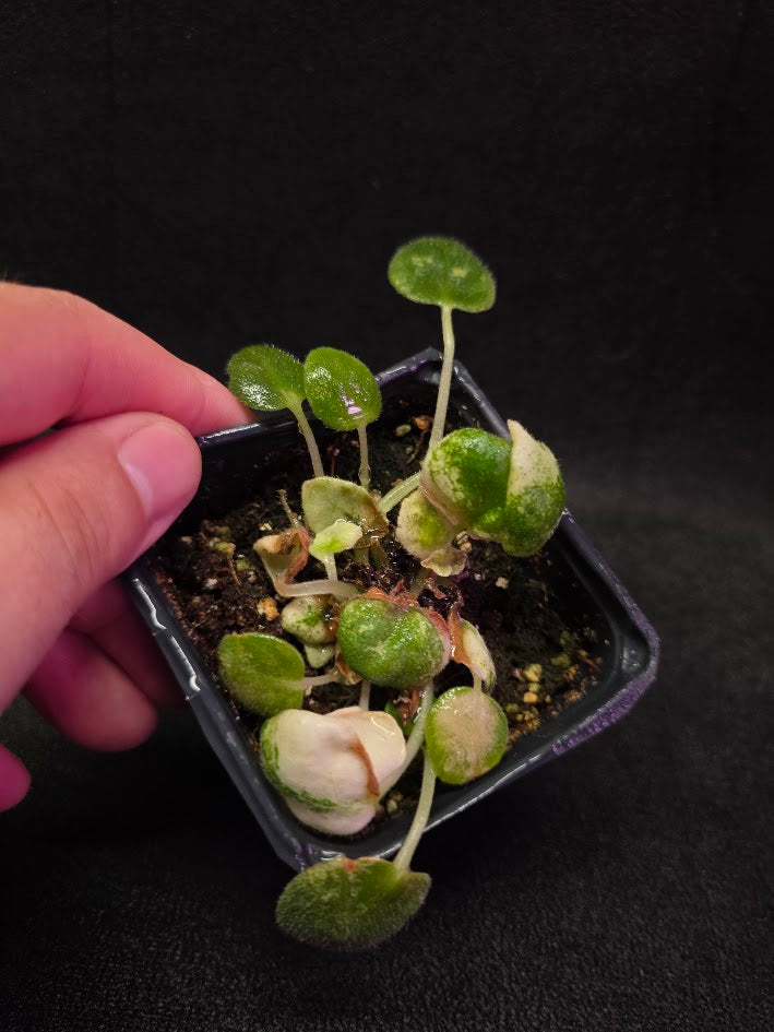 African Violet L Pansay #01
