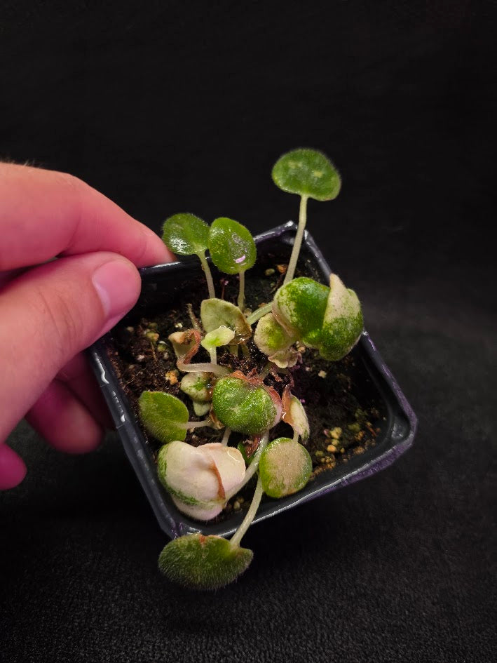 African Violet L Pansay #01