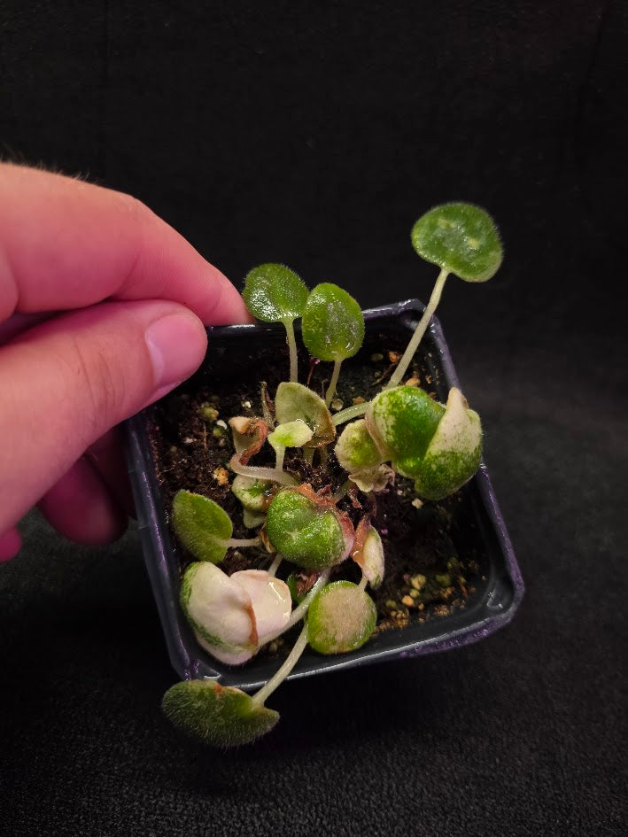 African Violet L Pansay #01