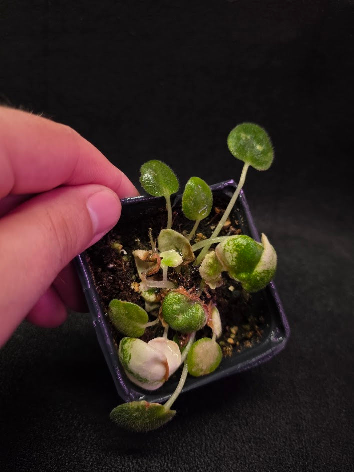 African Violet L Pansay #01