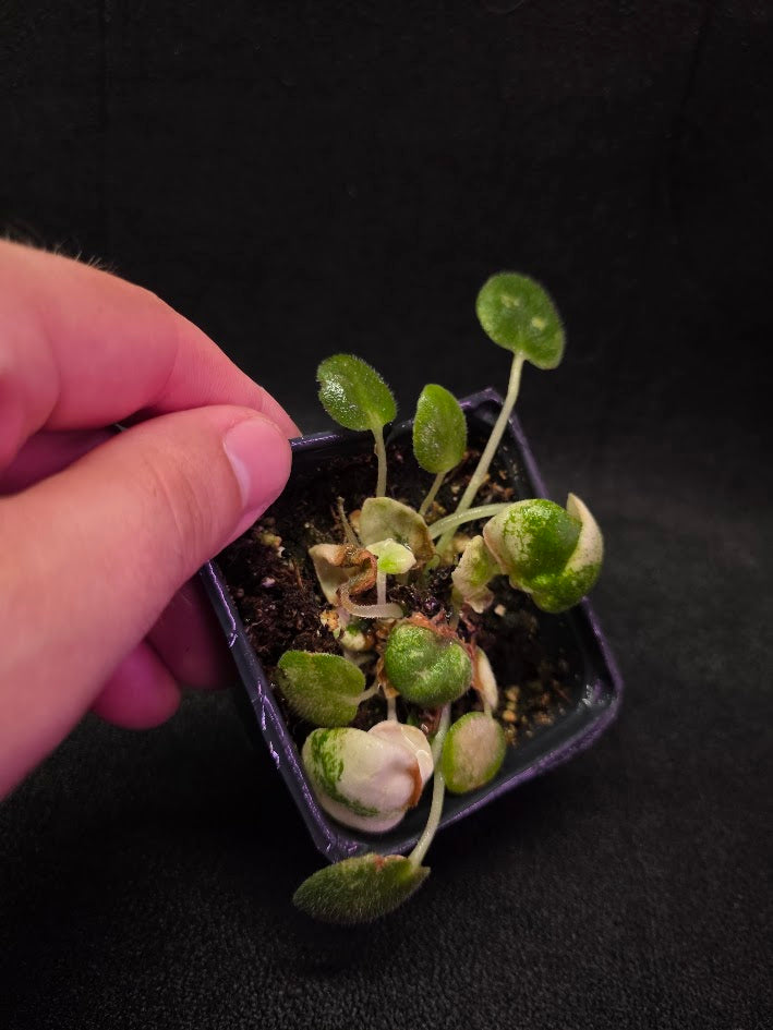 African Violet L Pansay #01
