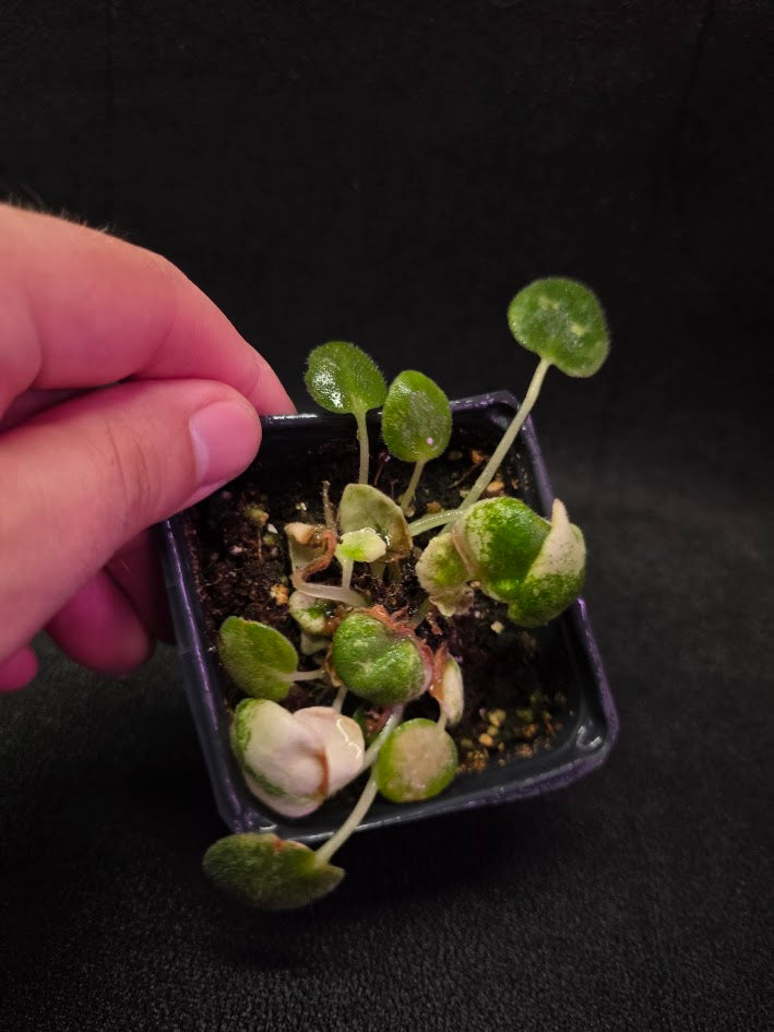 African Violet L Pansay #01