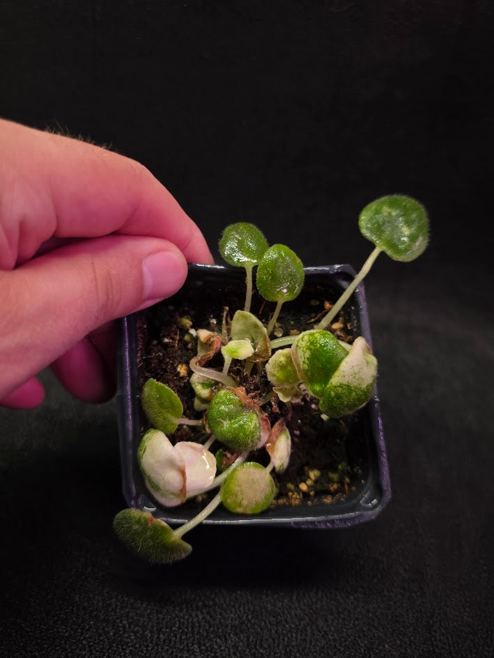 African Violet L Pansay #01