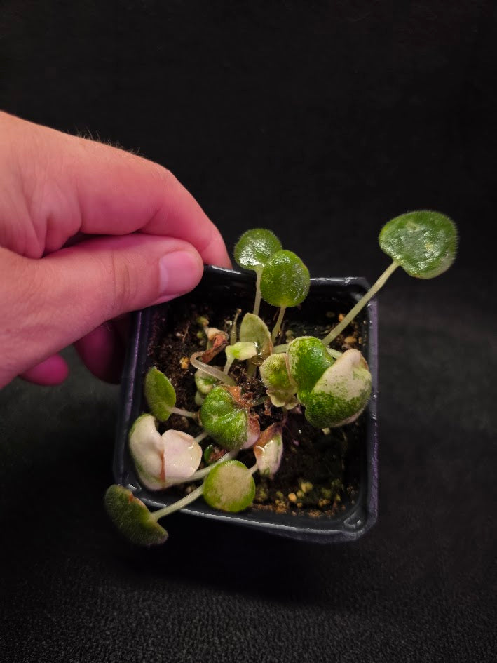 African Violet L Pansay #01