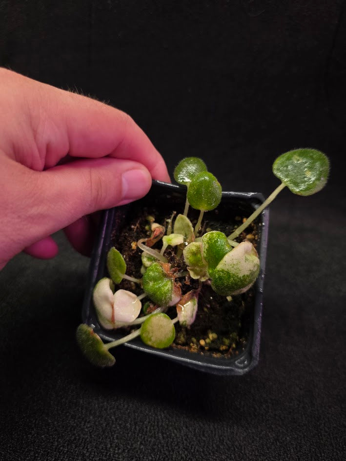 African Violet L Pansay #01