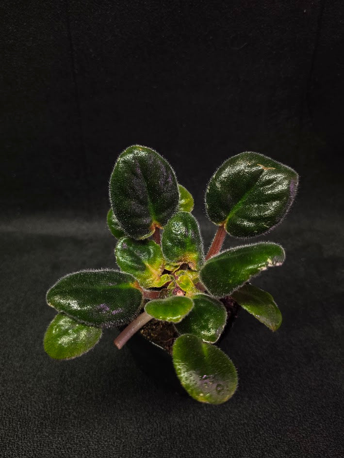 African Violet Hunter's Night Sky #01