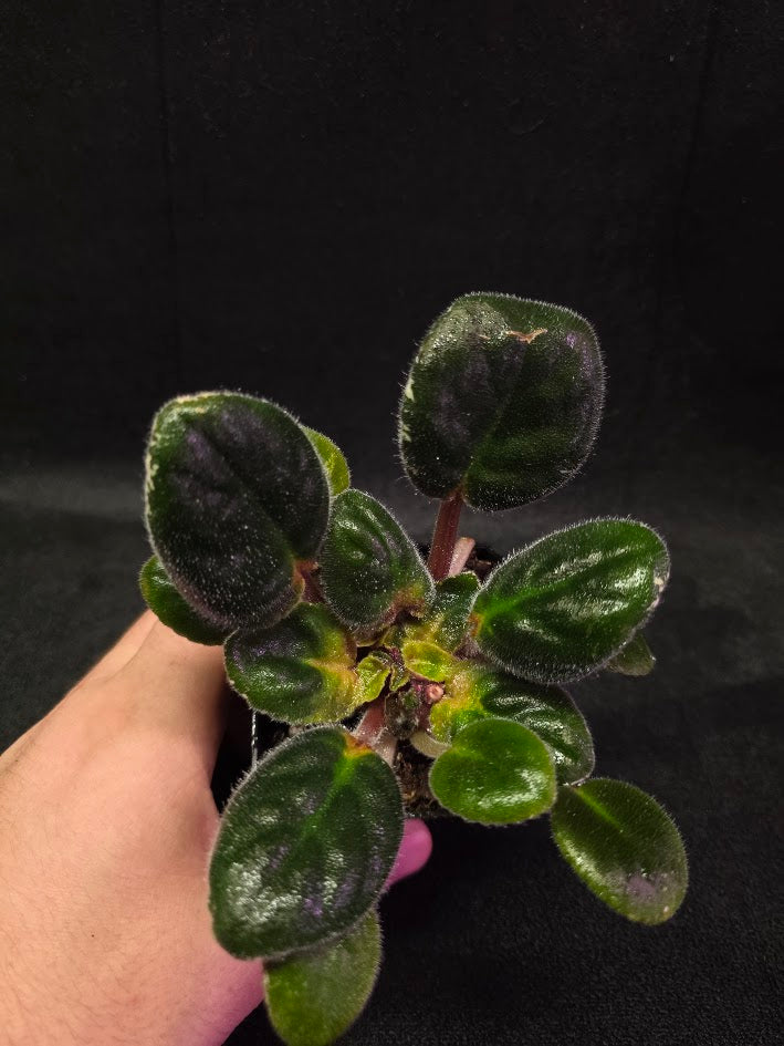 African Violet Hunter's Night Sky #01