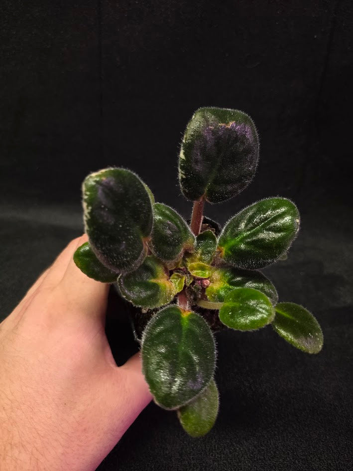 African Violet Hunter's Night Sky #01