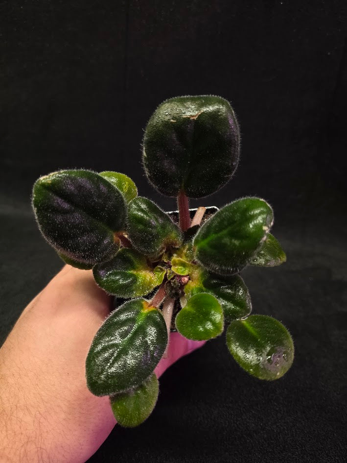 African Violet Hunter's Night Sky #01