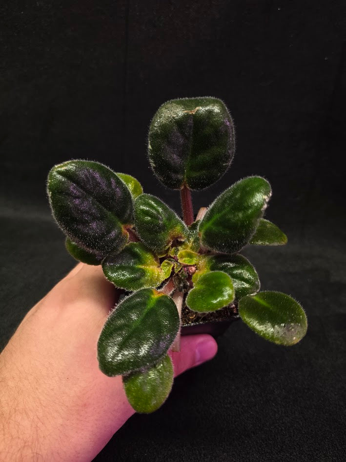 African Violet Hunter's Night Sky #01
