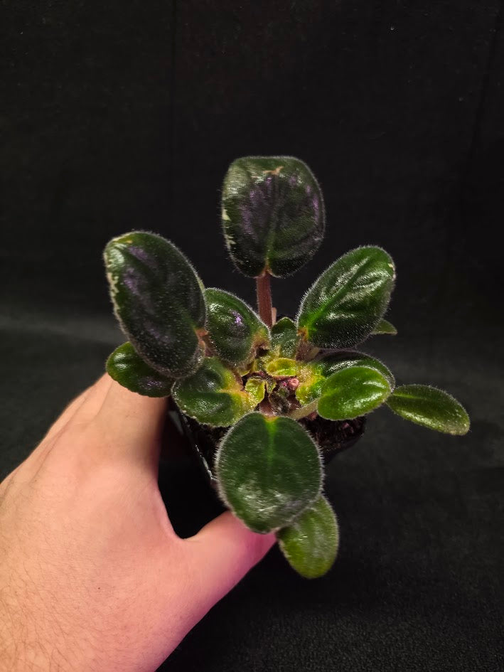 African Violet Hunter's Night Sky #01