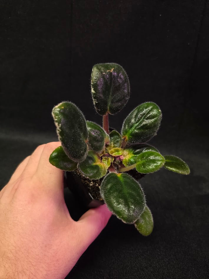 African Violet Hunter's Night Sky #01
