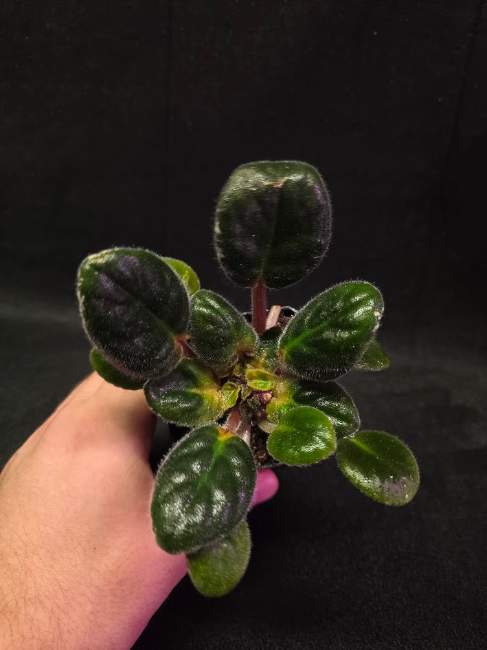 African Violet Hunter's Night Sky #01