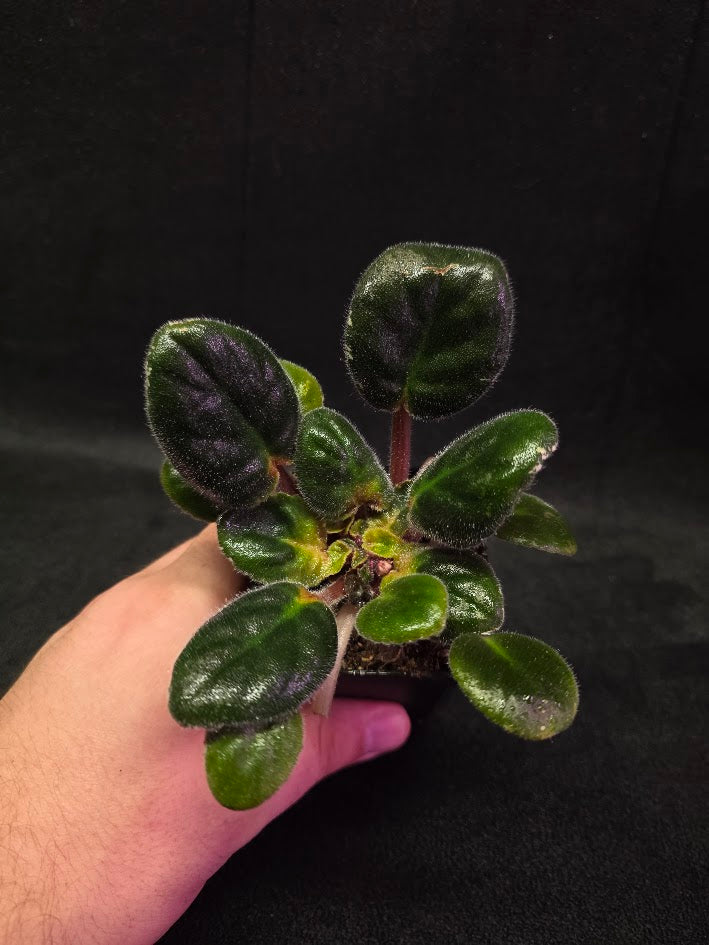 African Violet Hunter's Night Sky #01